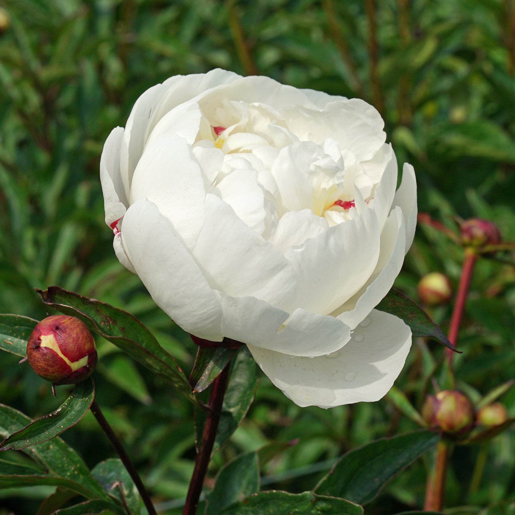 Peony Gardenia - Peonies - Fluwel
