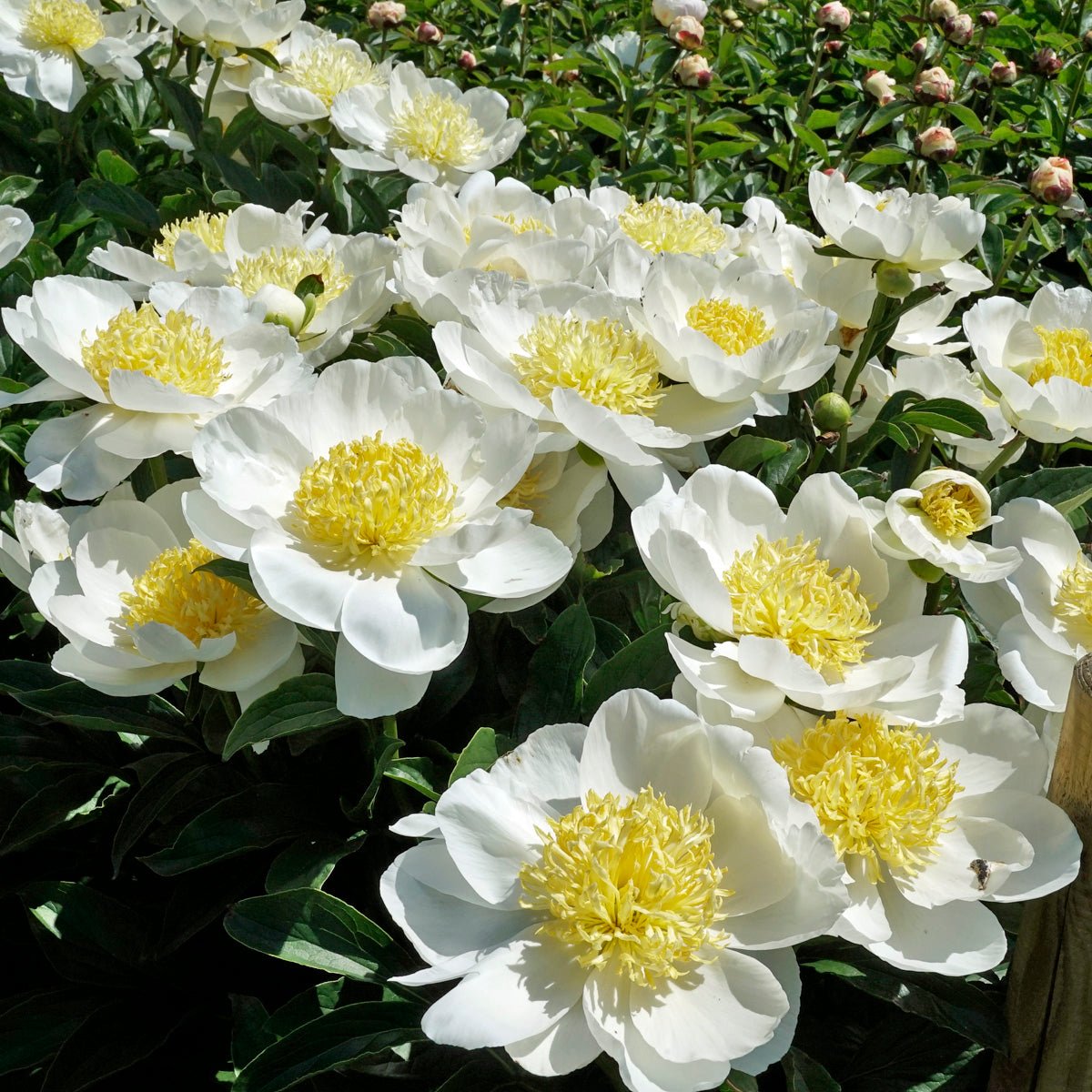 Peony Jan van Leeuwen - wit-gele pioenroos - Fluwel