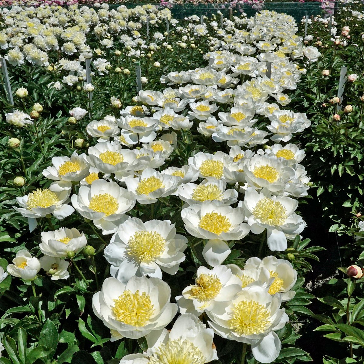 Peony Jan van Leeuwen - wit-gele pioenroos - Fluwel
