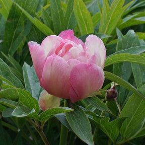 Peony Julia Rose (Itoh) - Peonies - Fluwel