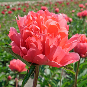 Peony Lorelei - Peonies - Fluwel