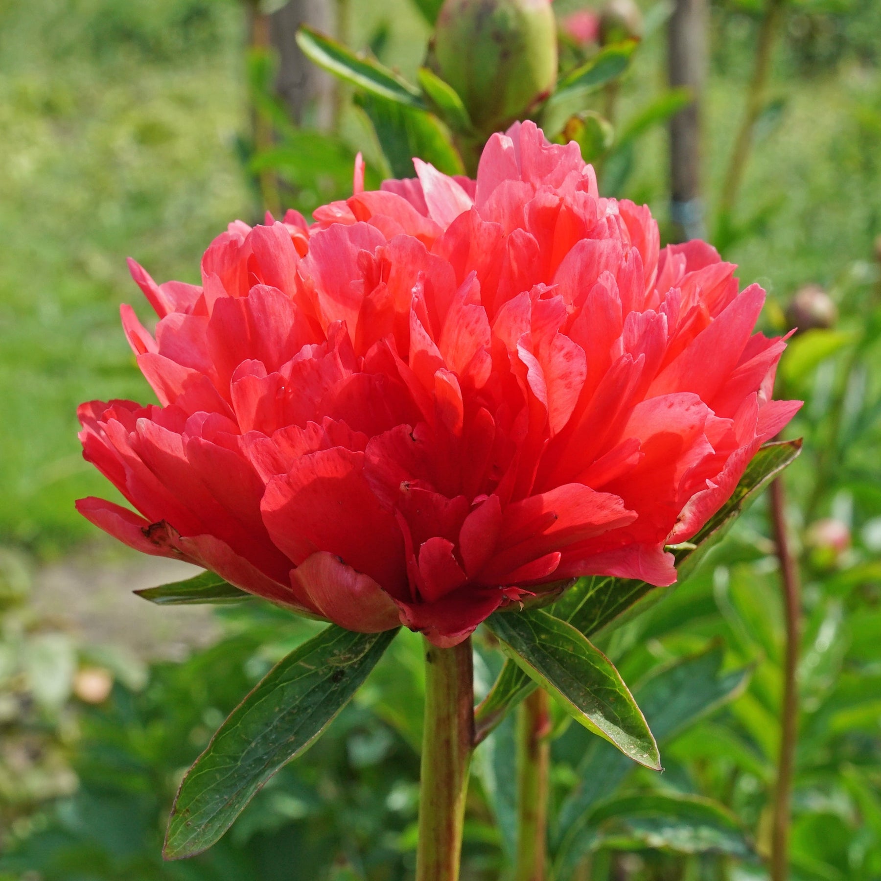 Peony Lorelei - Peonies - Fluwel