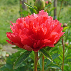 Peony Lorelei - Peonies - Fluwel