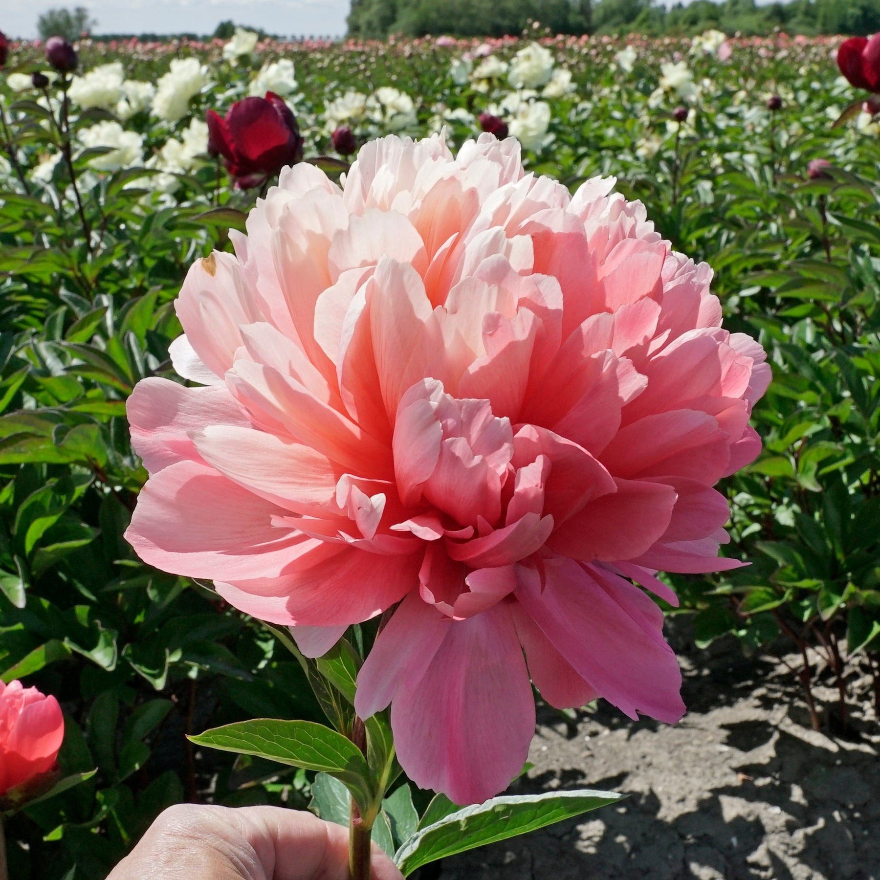 Peony Lorelei - Peonies - Fluwel