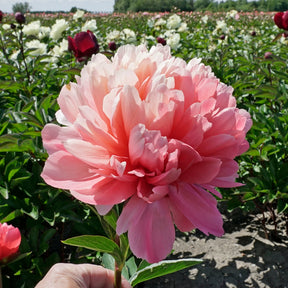 Peony Lorelei - Peonies - Fluwel
