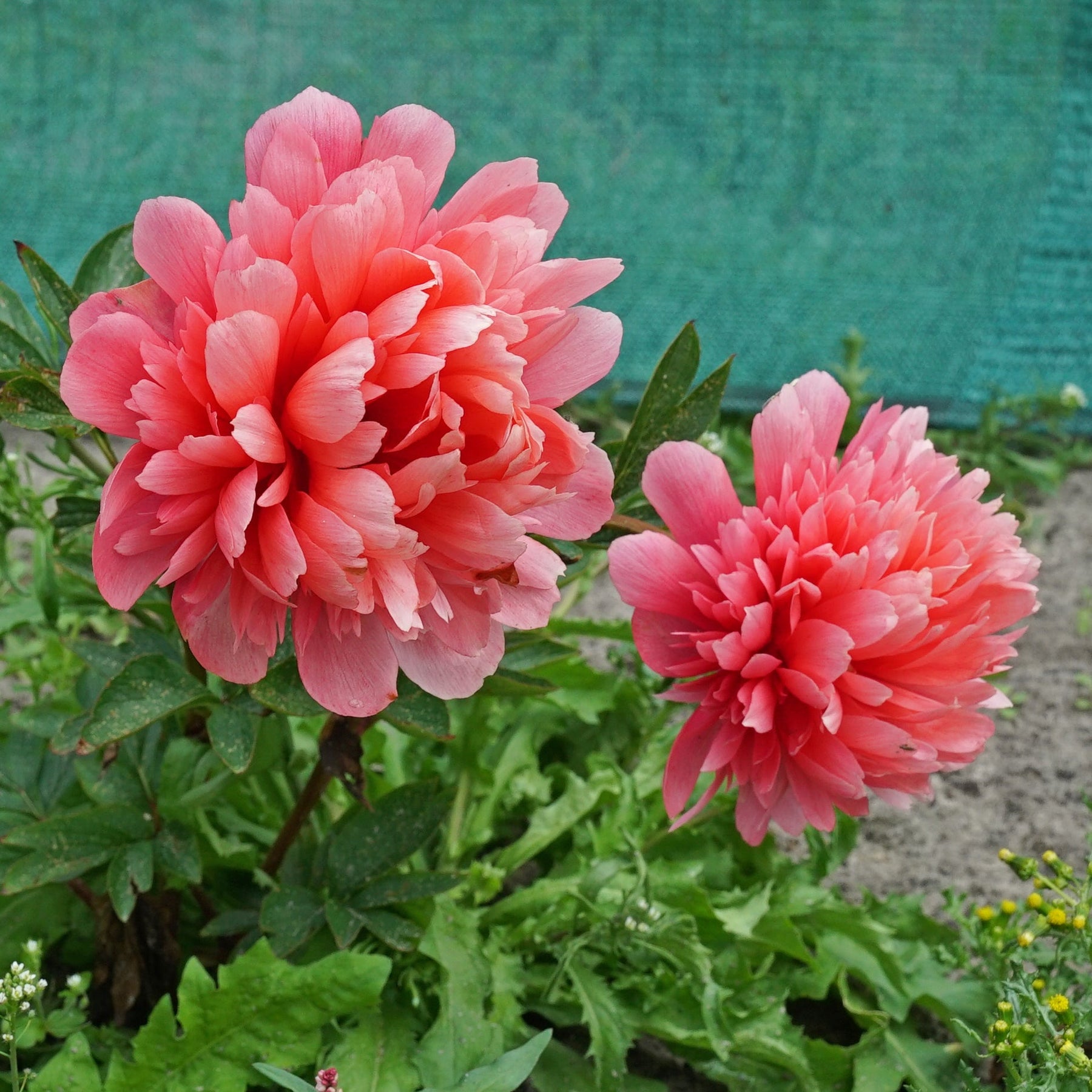 Peony Lorelei - Peonies - Fluwel