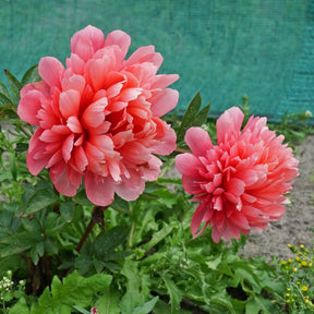 Peony Lorelei - Peonies - Fluwel