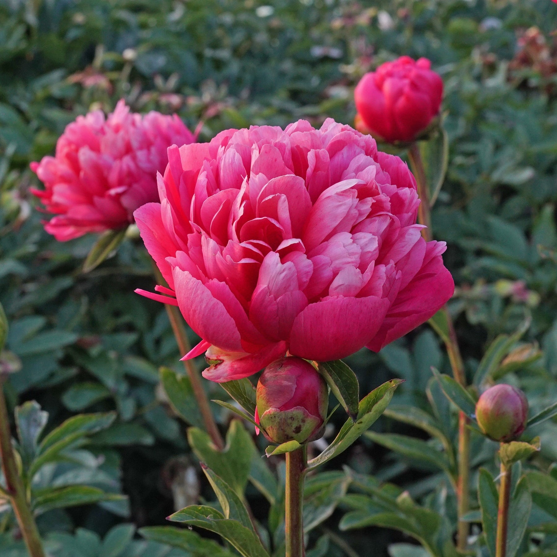 Peony Lorelei - Peonies - Fluwel