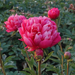 Peony Lorelei - Peonies - Fluwel