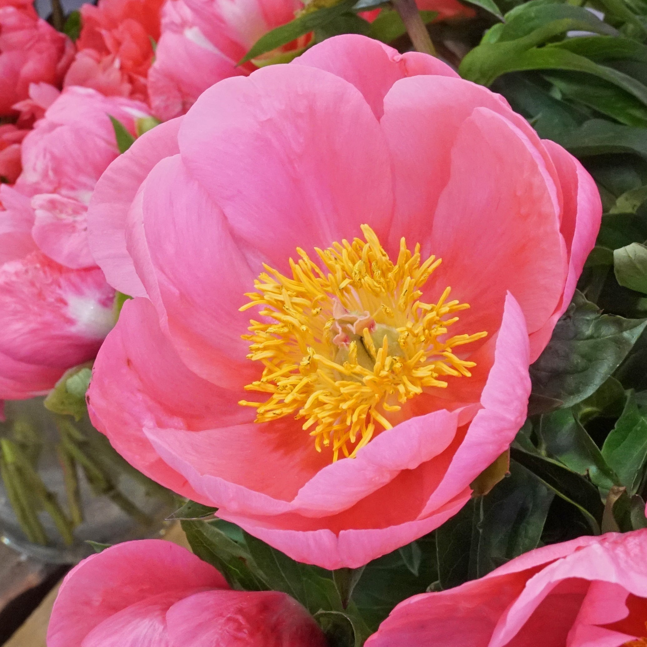 Peony Lovely Rose - roze pioenroos - Fluwel