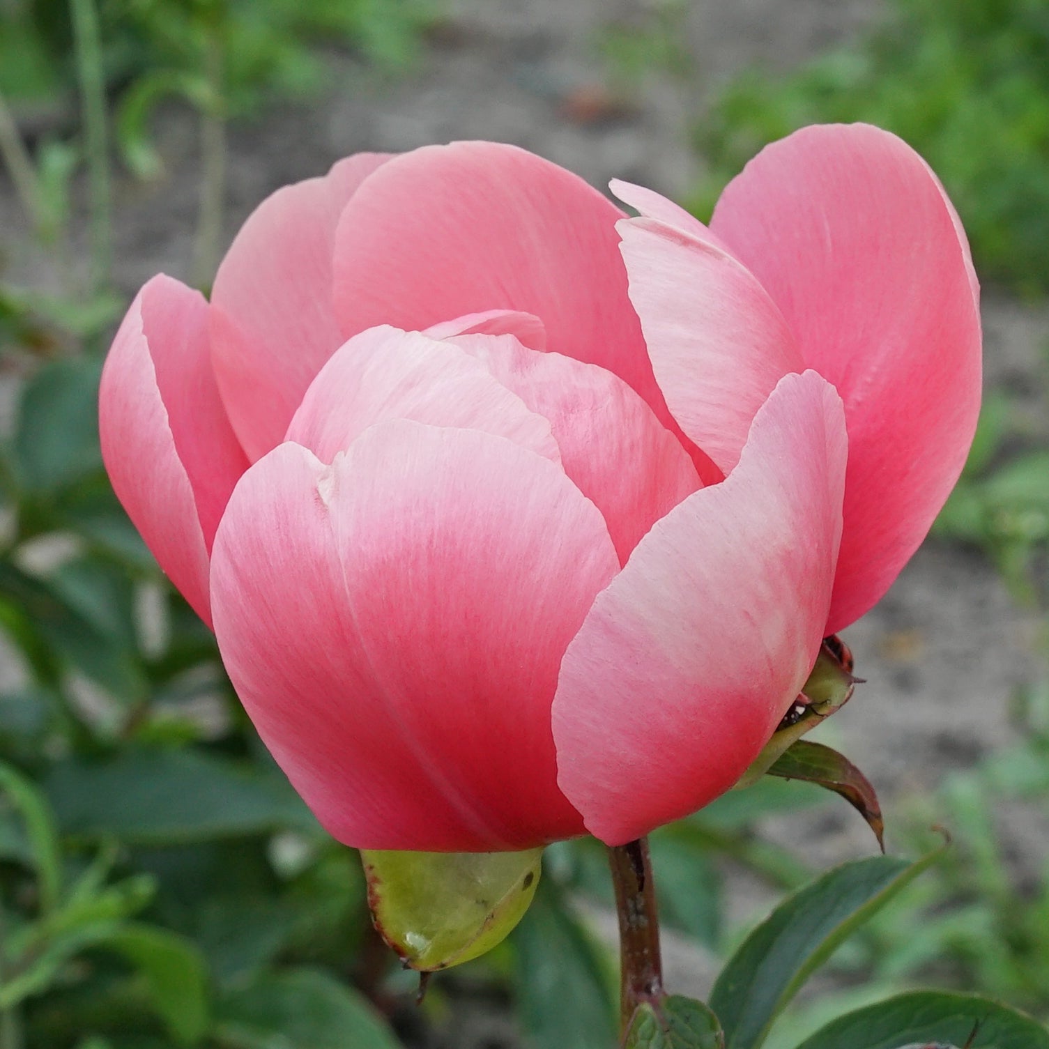 Peony Lovely Rose - roze pioenroos - Fluwel