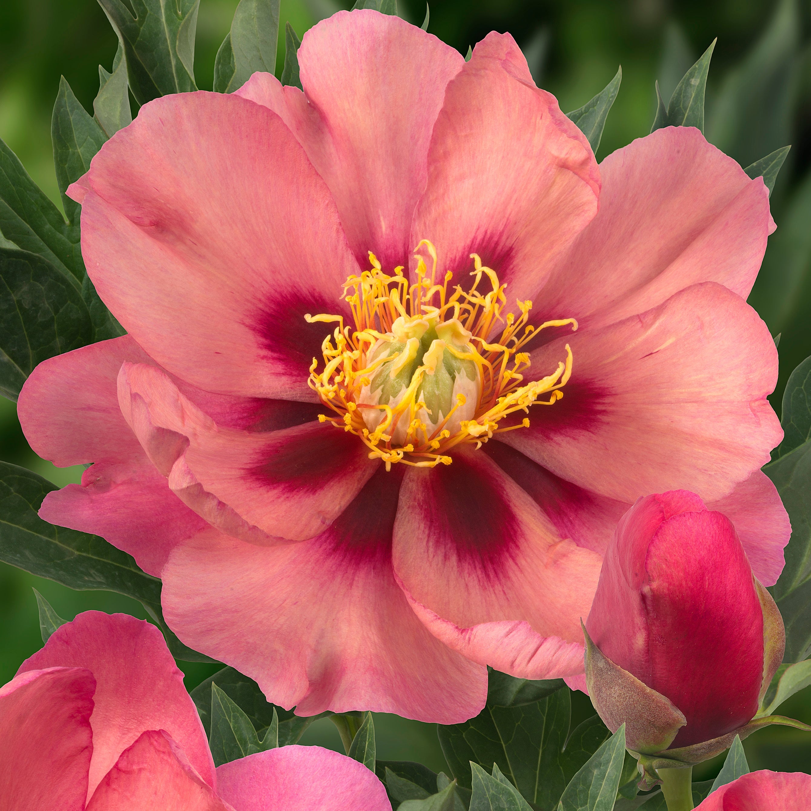 Peony Old Rose Dandy (Itoh) - roze pioenroos - Fluwel
