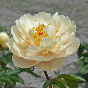 Peony Pastelelegance - Peonies - Fluwel