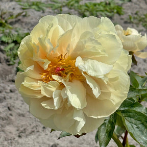 Peony Pastelelegance - Peonies - Fluwel