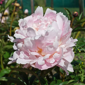 Peony Pillow Talk - Peonies - Fluwel