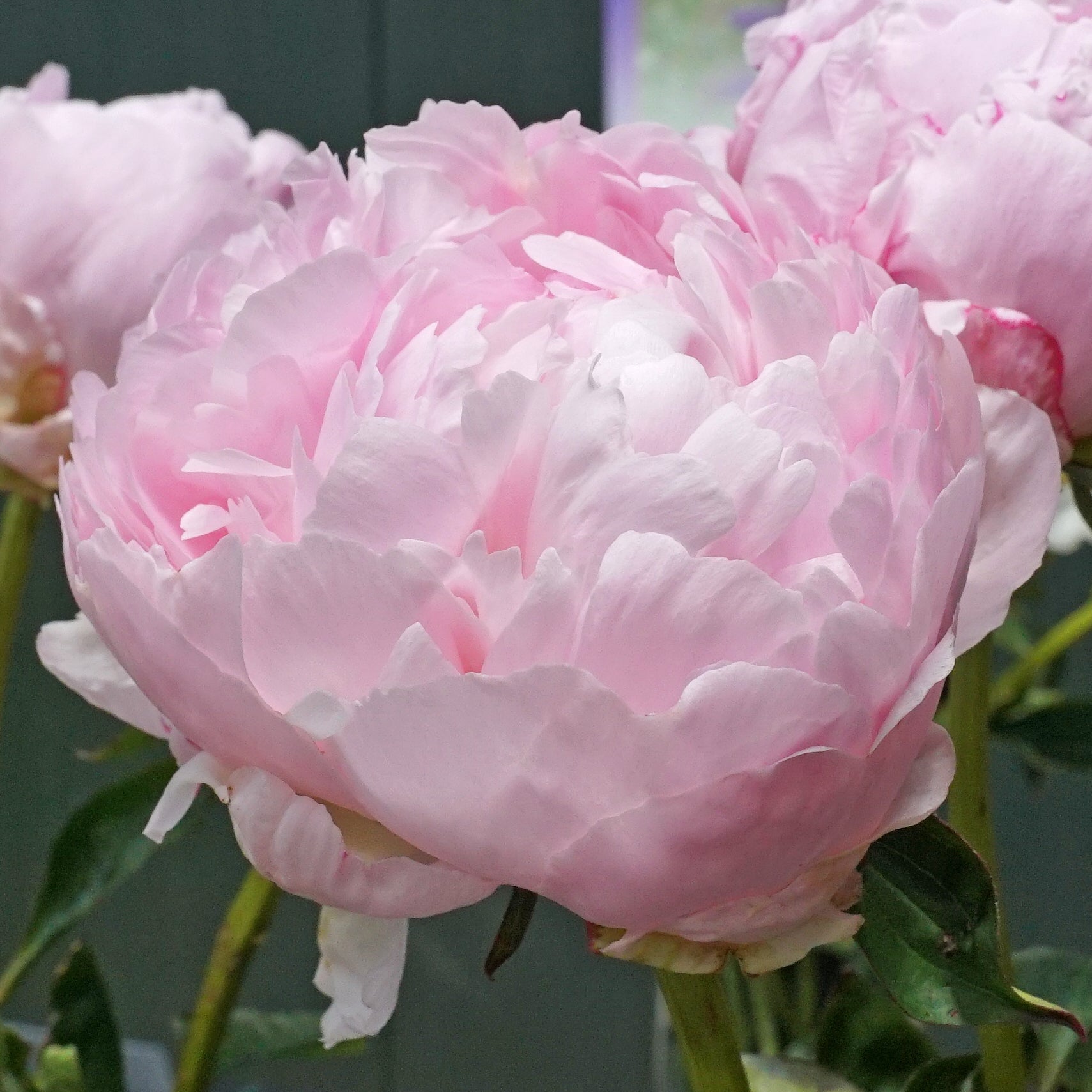 Peony Pillow Talk - Peonies - Fluwel