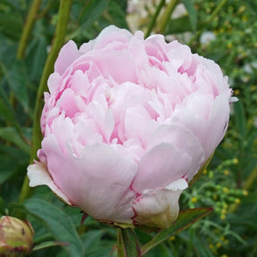 Peony Pillow Talk - Peonies - Fluwel