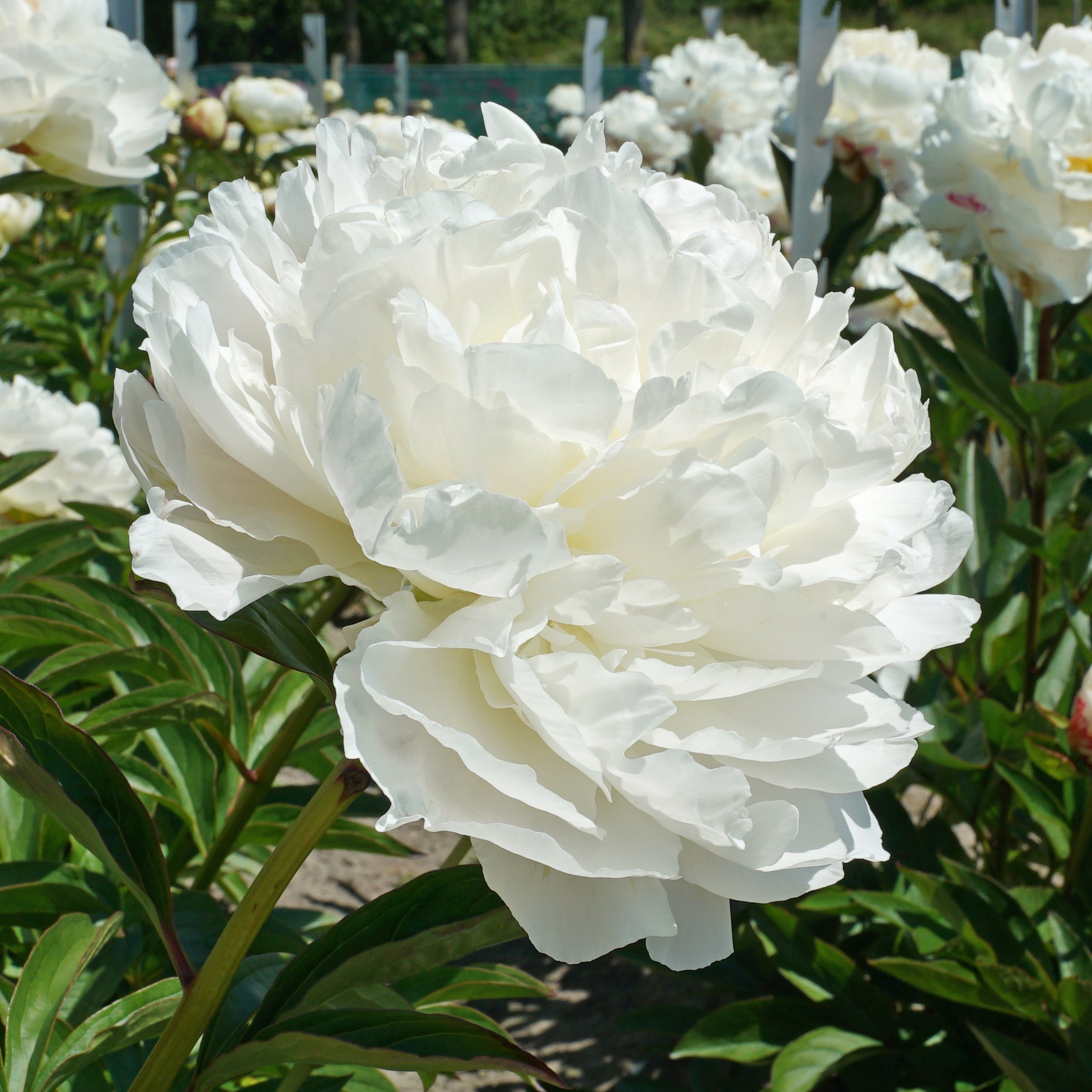 Peony Puffed Cotton - witte pioenroos - Fluwel