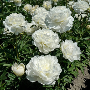 Peony Puffed Cotton - Peonies - Fluwel
