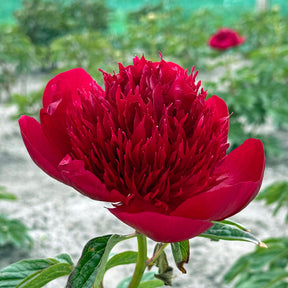 Peony Red Charm - Peonies - Fluwel
