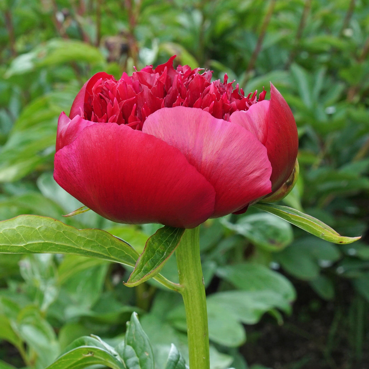 Peony Red Charm - rode pioenroos - Fluwel