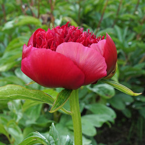 Peony Red Charm - Peonies - Fluwel