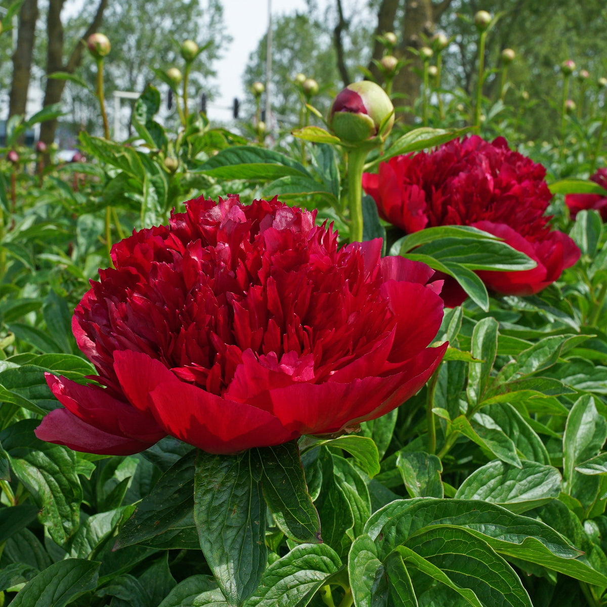 Peony Red Charm - rode pioenroos - Fluwel