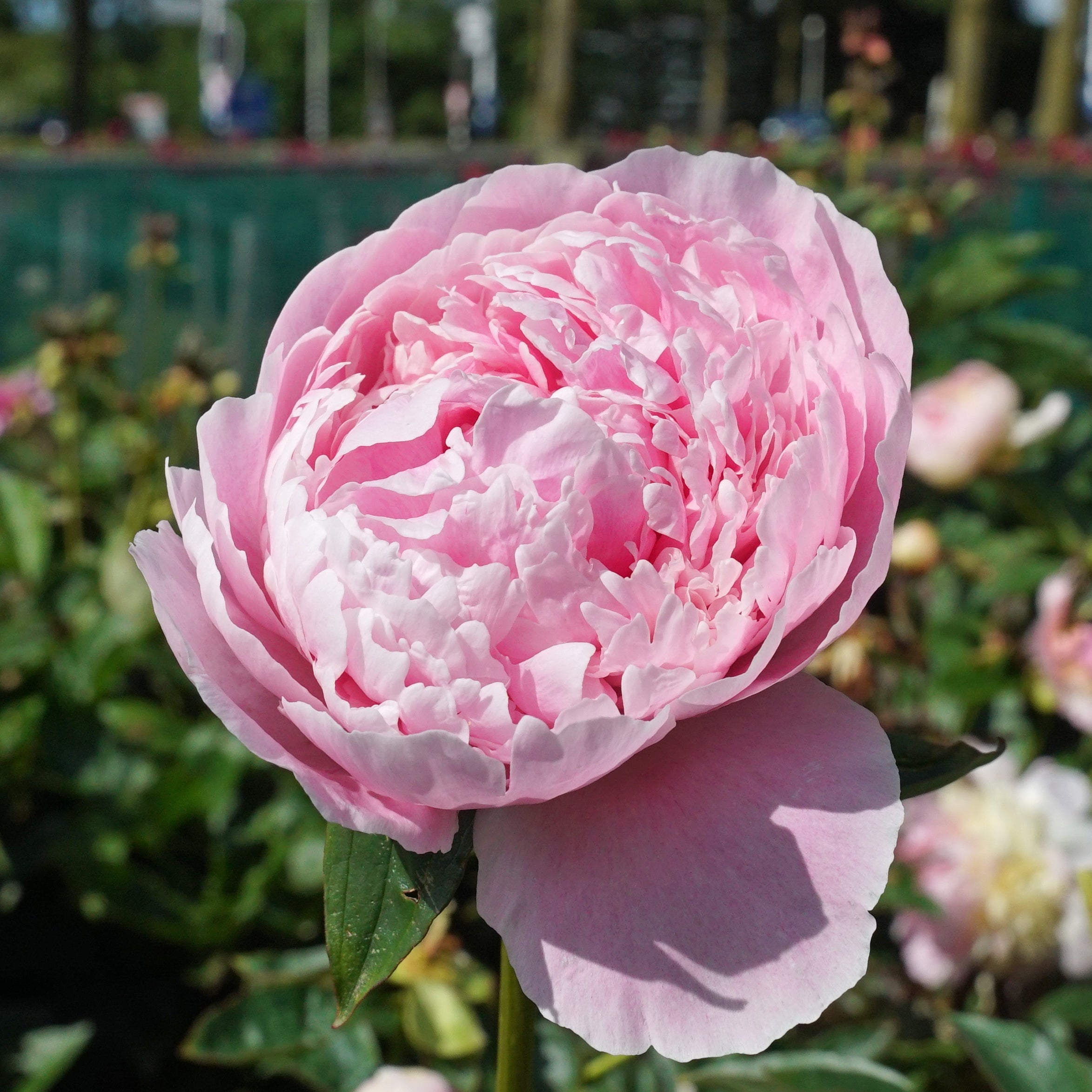 Peony Sarah Bernhardt - roze pioenroos - Fluwel