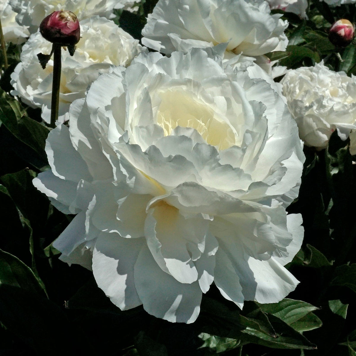 Peony Shirley Temple - witte pioenroos - Fluwel