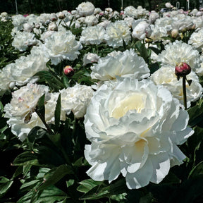 Peony Shirley Temple - Peonies - Fluwel