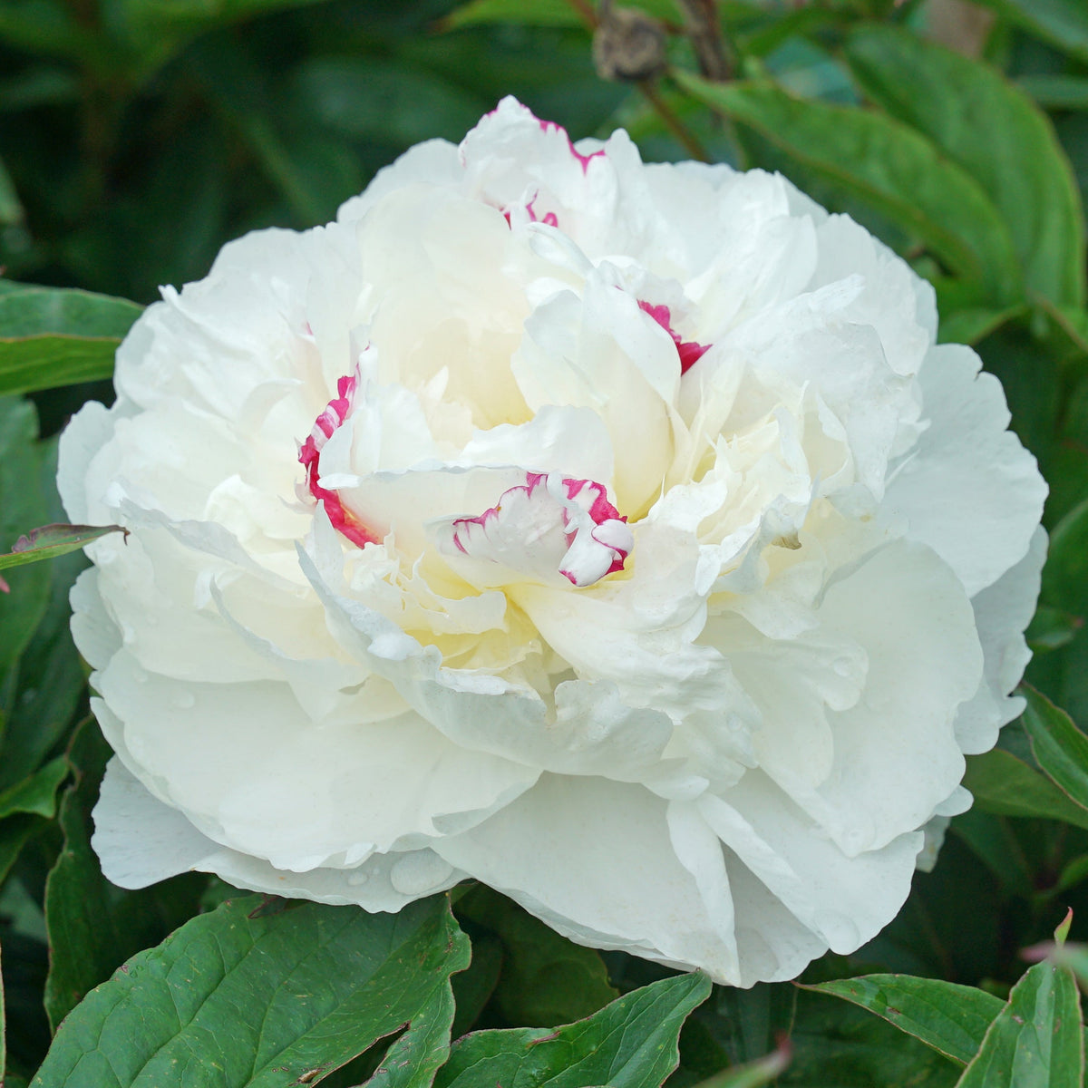 Peony Shirley Temple - witte pioenroos - Fluwel