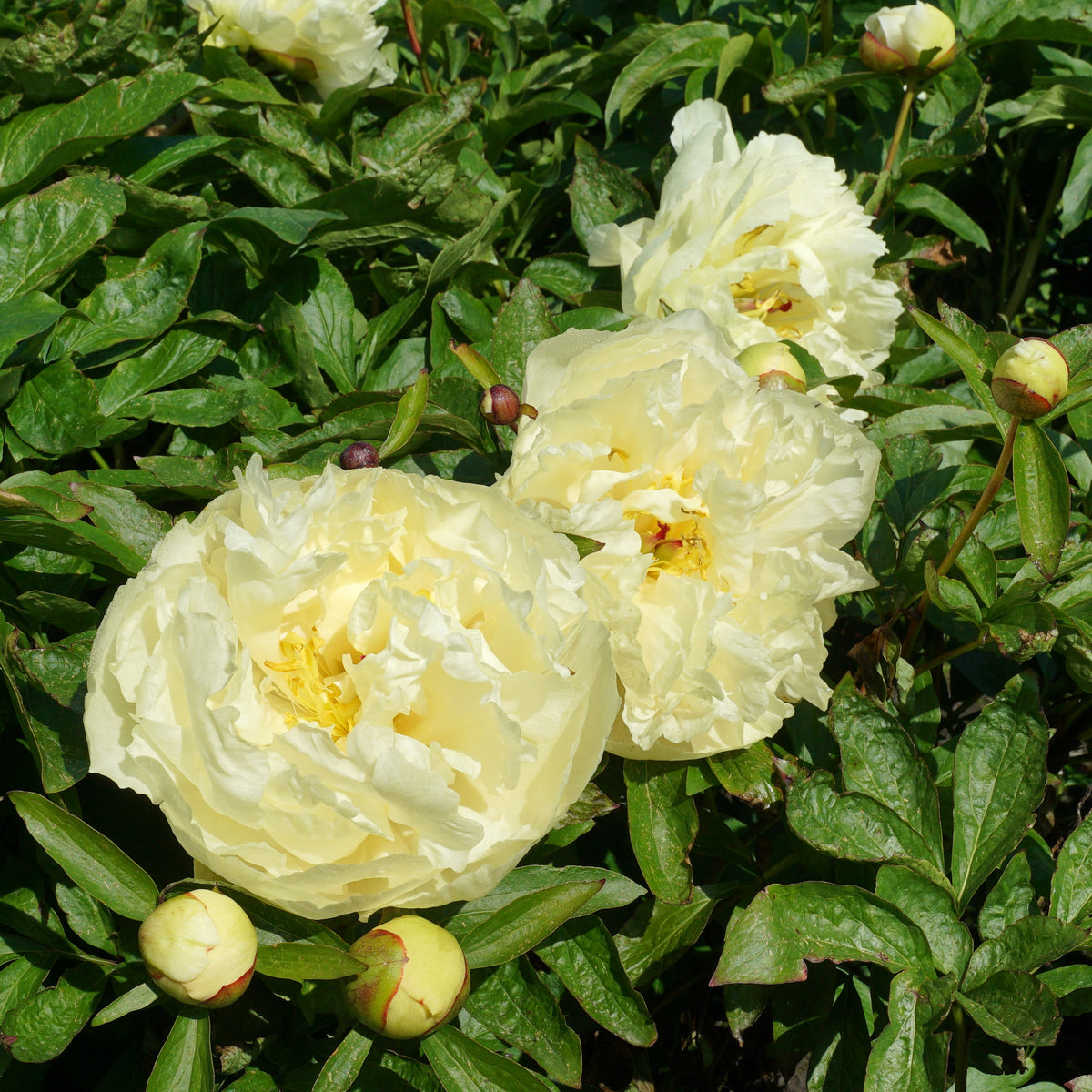 Peony Sunny Girl - gele pioenroos - Fluwel