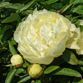 Peony Sunny Girl - Peonies - Fluwel