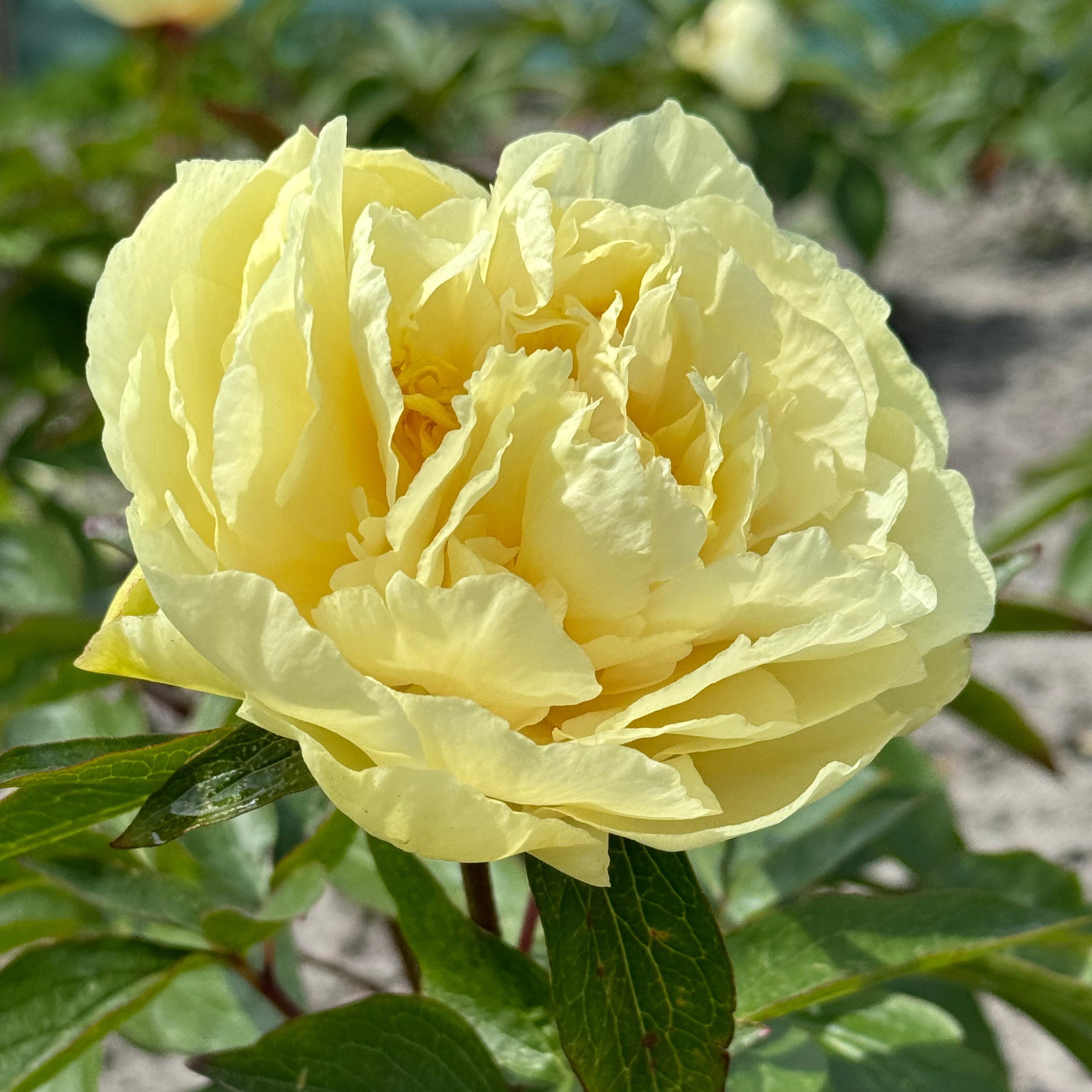 Peony Sunny Girl - gele pioenroos - Fluwel
