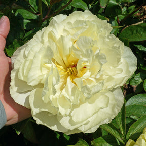 Peony Sunny Girl - Peonies - Fluwel