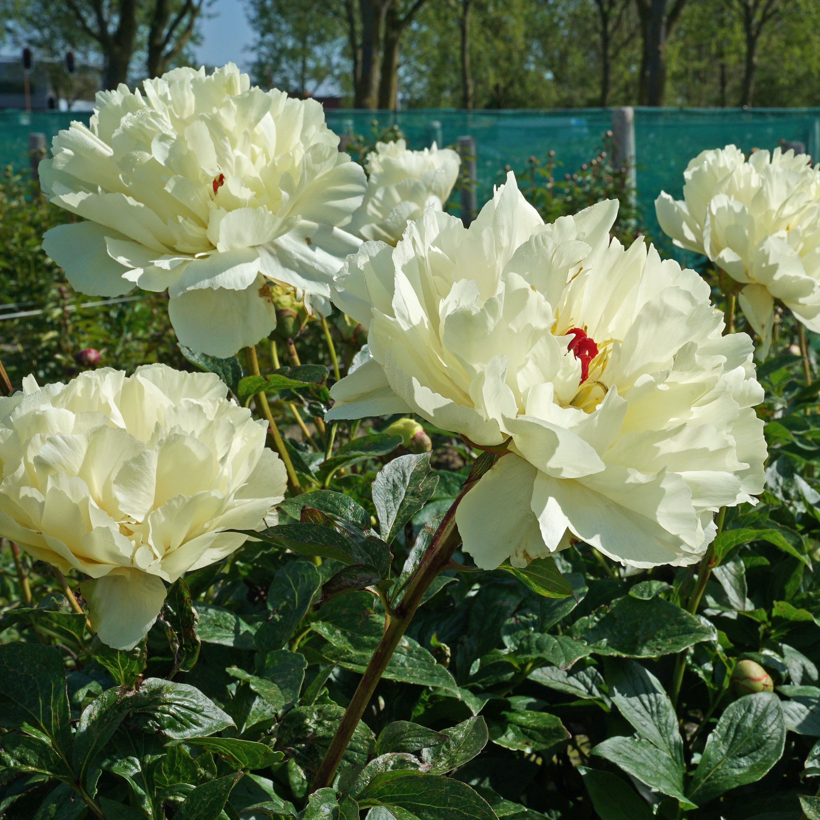 Peony Vanilla Schnapps - gele pioenroos - Fluwel