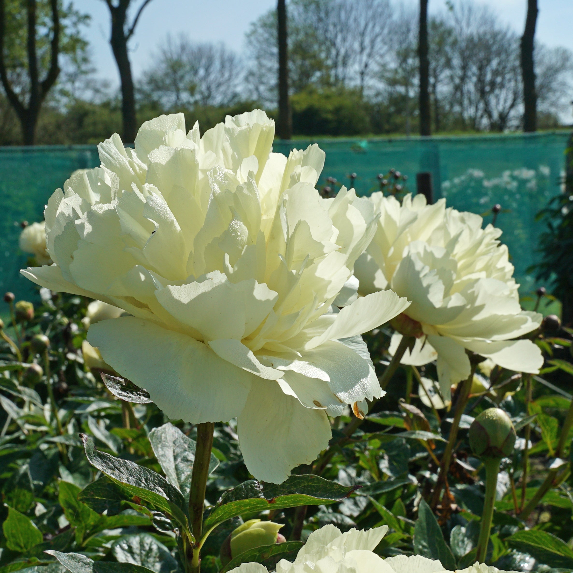 Peony Vanilla Schnapps - gele pioenroos - Fluwel