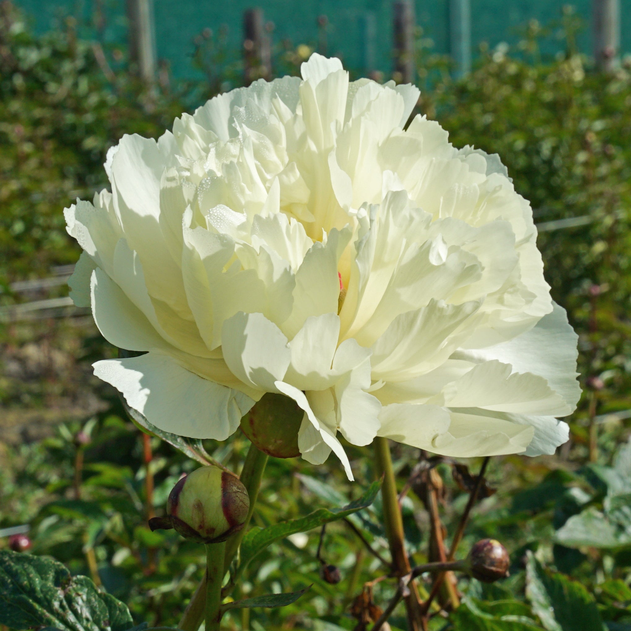 Peony Vanilla Schnapps - gele pioenroos - Fluwel