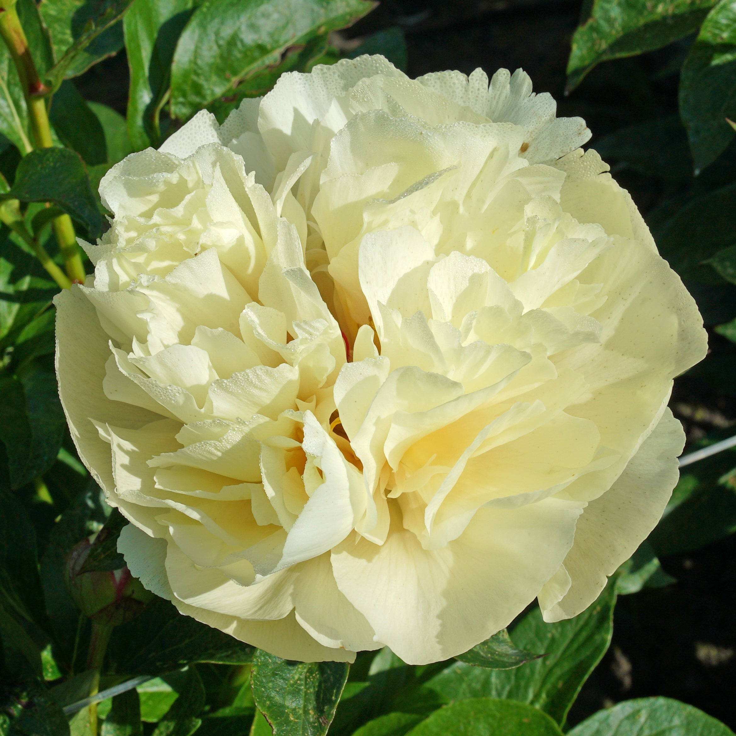 Peony Vanilla Schnapps - gele pioenroos - Fluwel
