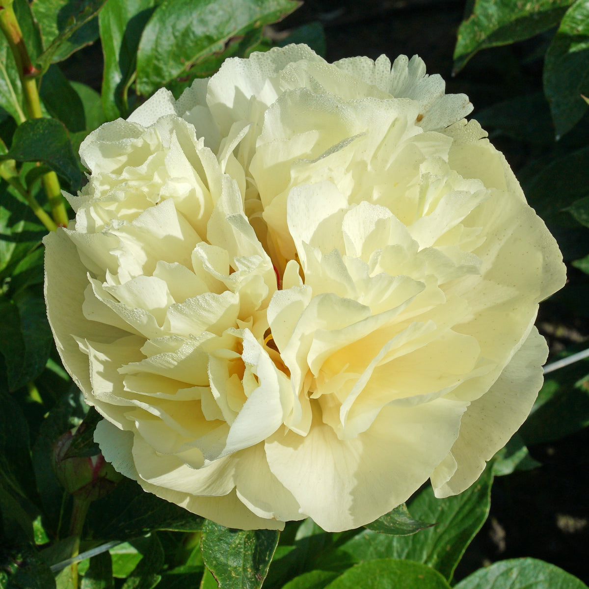 Peony Vanilla Schnapps - Peonies - Fluwel