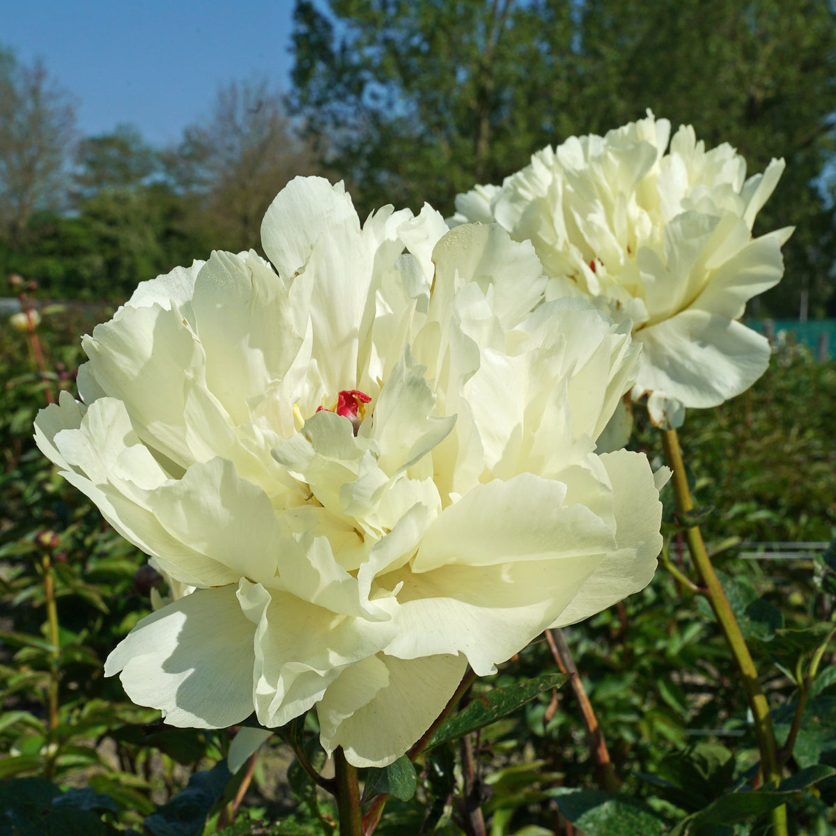 Peony Vanilla Schnapps - gele pioenroos - Fluwel