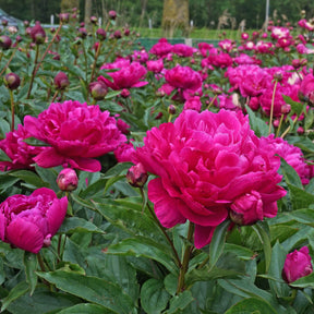 Peony Victoire de la Marne - Peonies - Fluwel