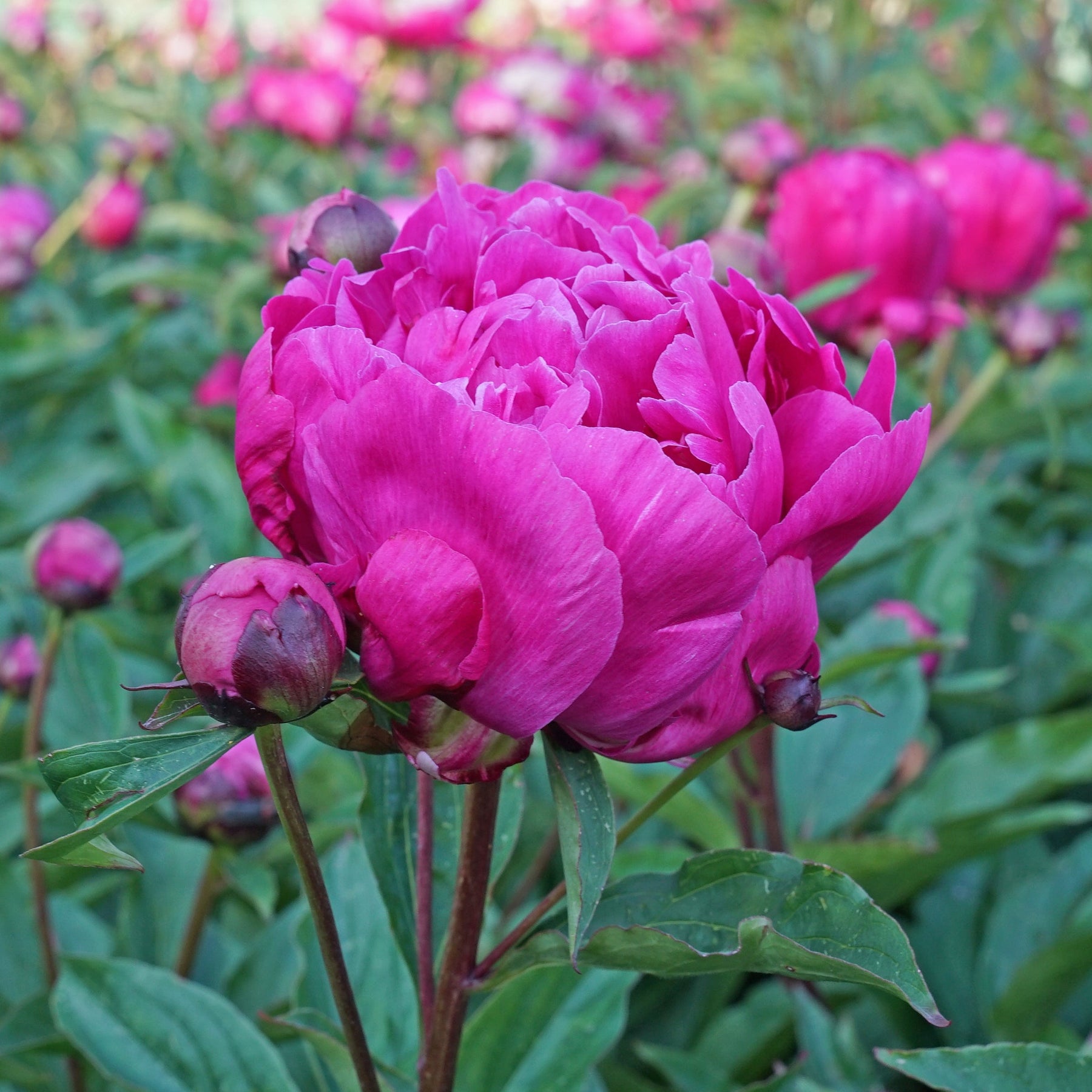 Peony Victoire de la Marne - Peonies - Fluwel