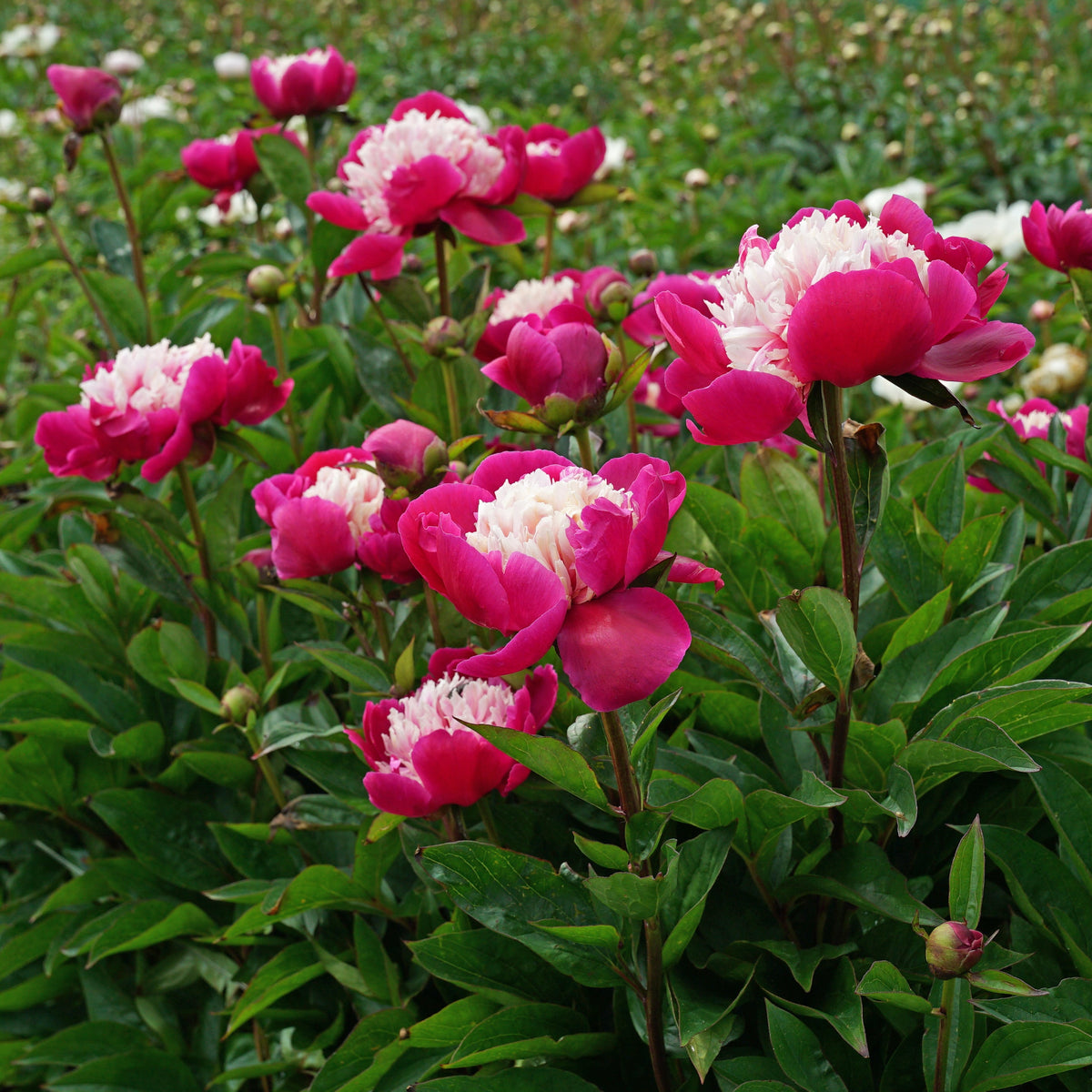 Peony White Cap - meerkleurige pioenroos - Fluwel