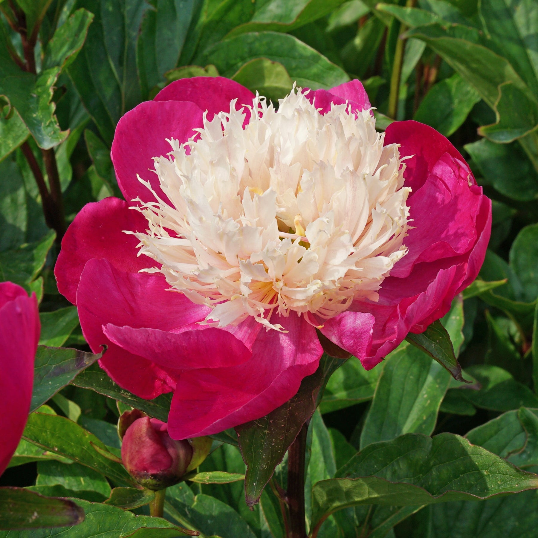 Peony White Cap - Peonies - Fluwel