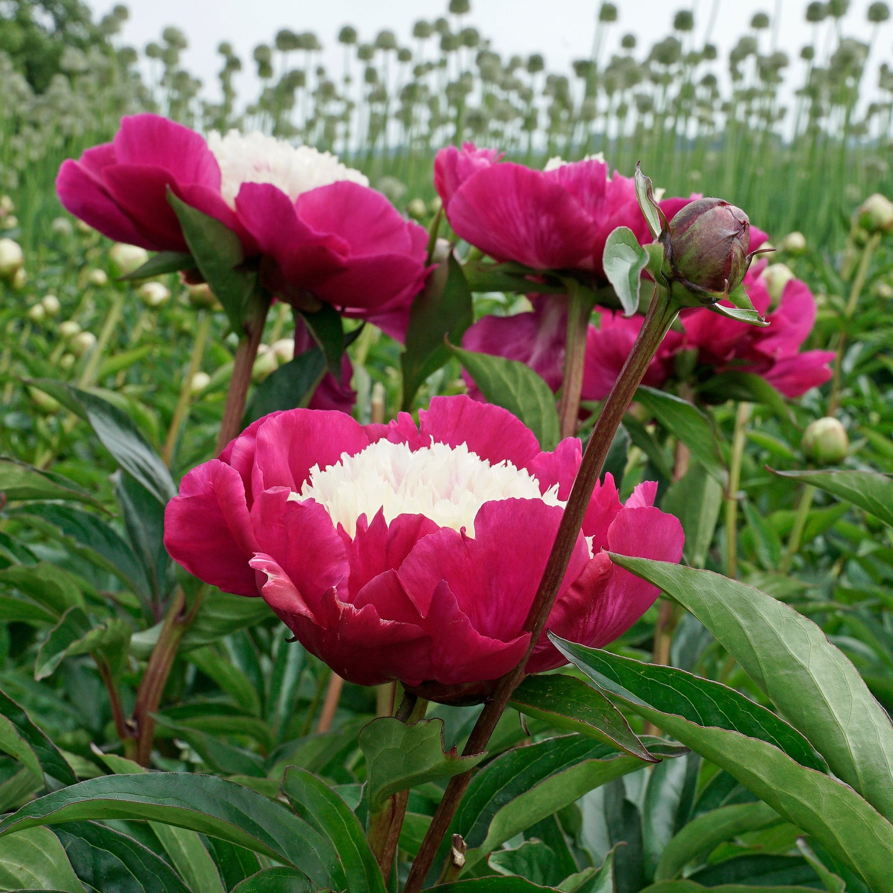 Peony White Cap - Peonies - Fluwel