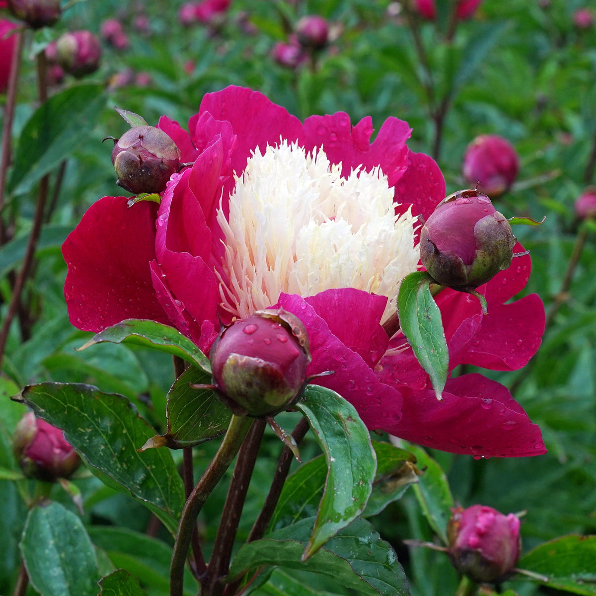 Peony White Cap - meerkleurige pioenroos - Fluwel