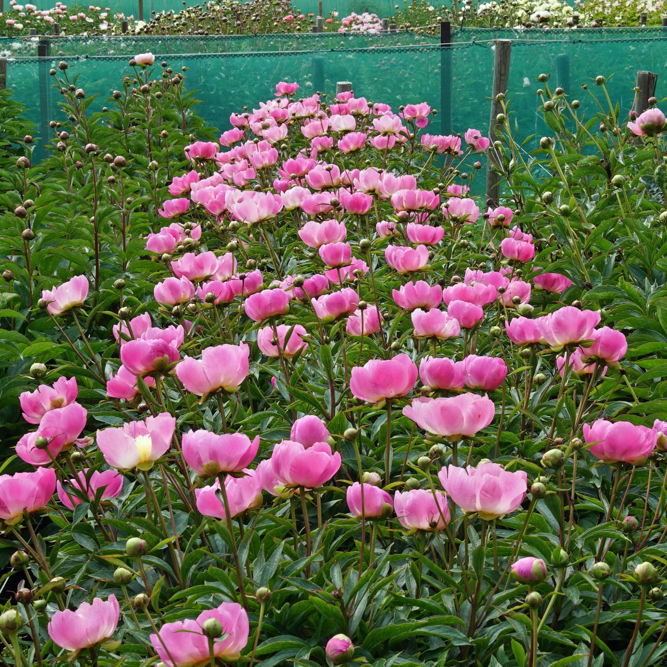 Peony Wladyslawa - meerkleurige pioenroos - Fluwel