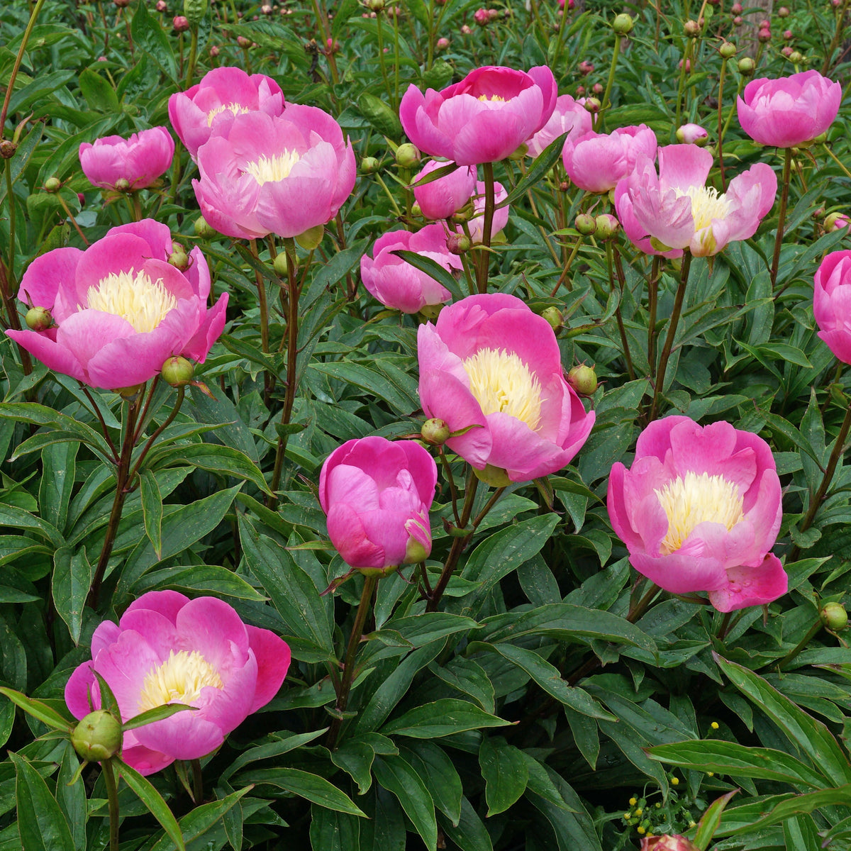 Peony Wladyslawa - meerkleurige pioenroos - Fluwel