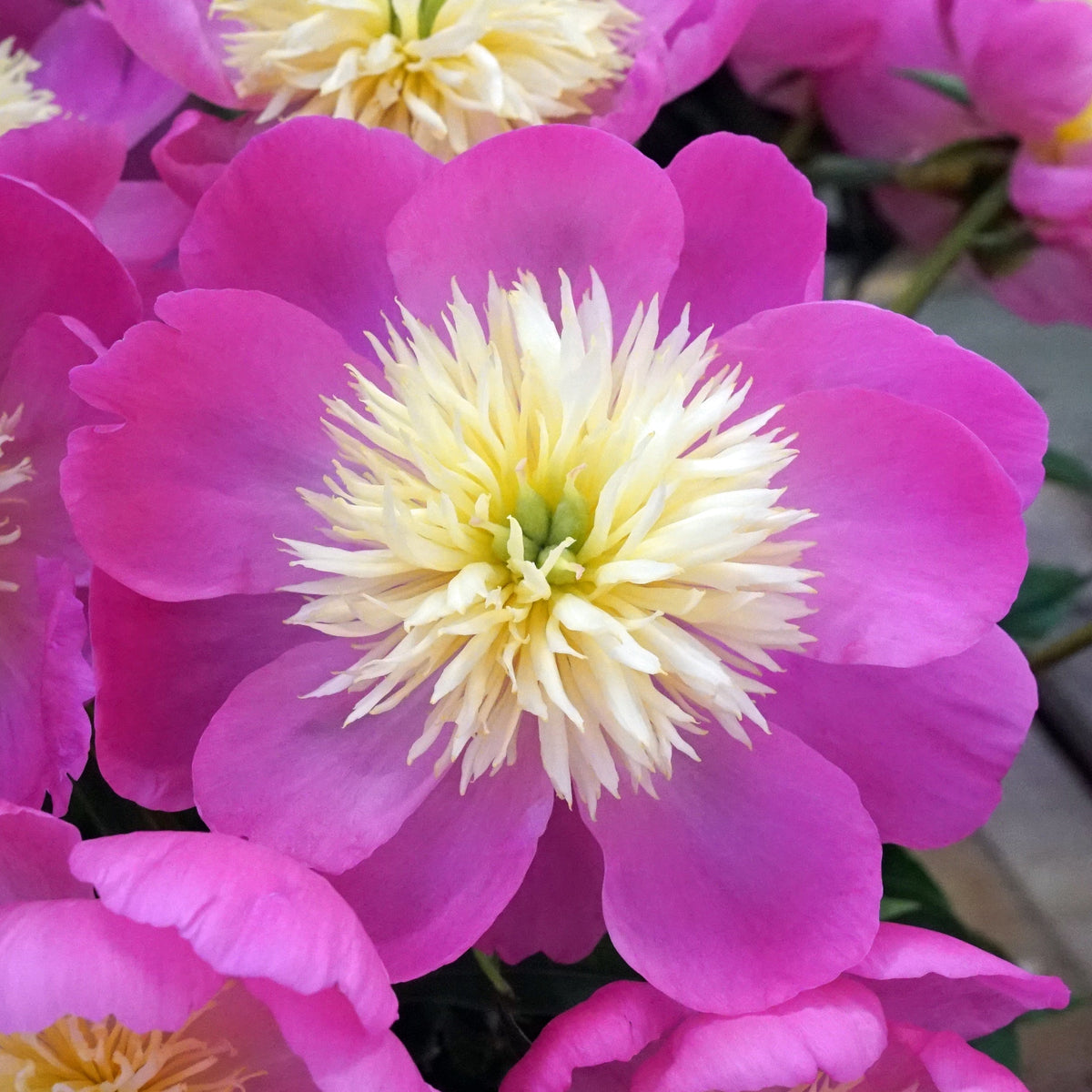 Peony Wladyslawa - meerkleurige pioenroos - Fluwel